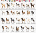 The image is a collage of various dog breeds, each labeled with their names, arranged in two rows. The collage showcases the diversity of dog breeds, including breeds like the American hound, Airedale terrier, Akita, American bulldog, American Staffordshire, American water spaniel, American bulldog, Bearded collie, Belgian malamute, Bearded pig, Berner, Bloodhound, Bloodhound, Bologna, Boston terrier, Boxer, Brittany spaniel, Bulldog, Cardigan, and Cardigan Welsh corgi.