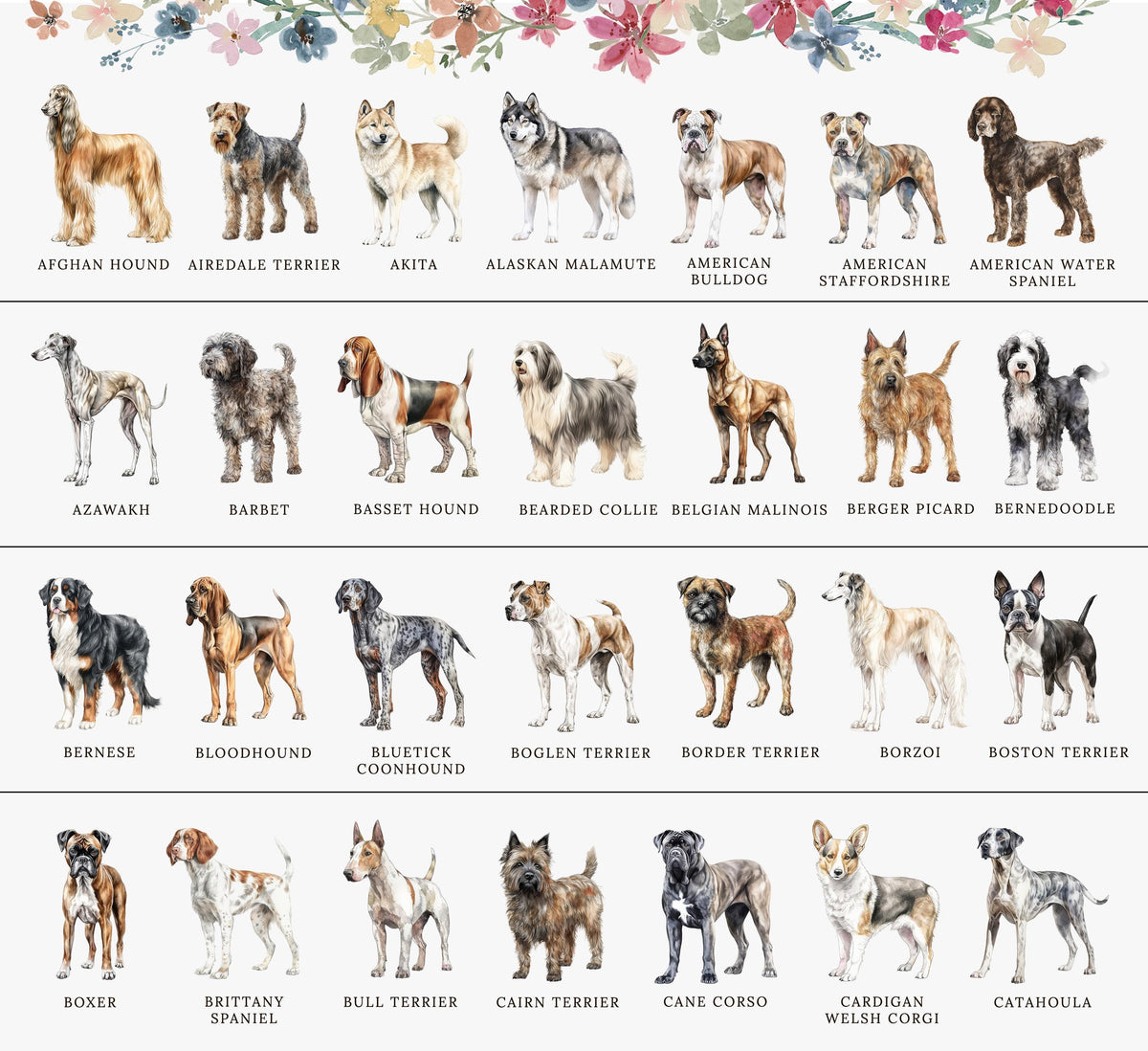 The image is a collage of various dog breeds, each labeled with their names, arranged in two rows. The collage showcases the diversity of dog breeds, including breeds like the American hound, Airedale terrier, Akita, American bulldog, American Staffordshire, American water spaniel, American bulldog, Bearded collie, Belgian malamute, Bearded pig, Berner, Bloodhound, Bloodhound, Bologna, Boston terrier, Boxer, Brittany spaniel, Bulldog, Cardigan, and Cardigan Welsh corgi.