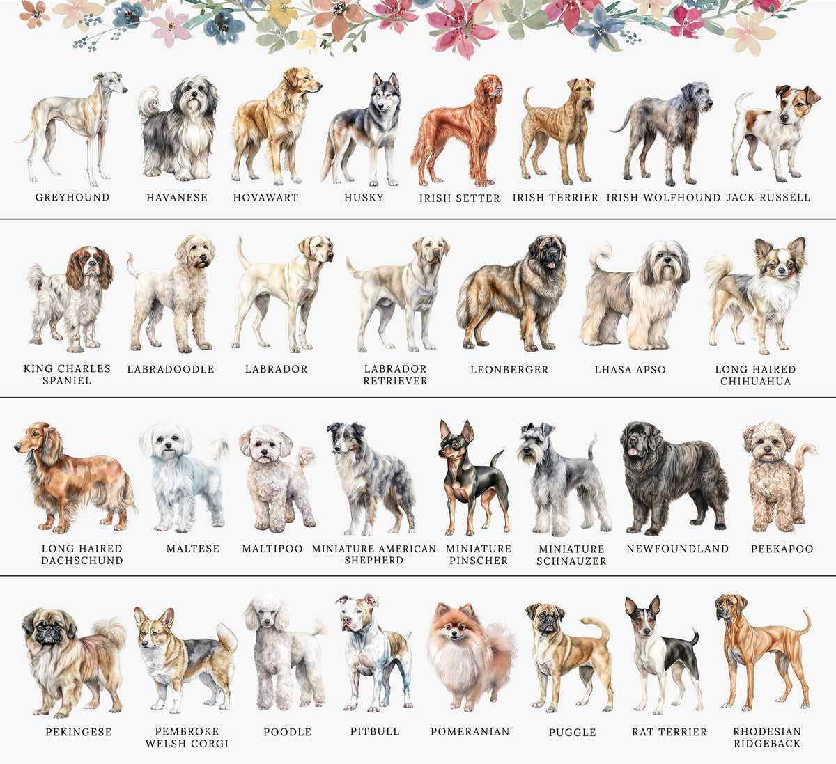 The image is a collage of various dog breeds, each with a unique illustration and name. The collage includes breeds such as Greyhound, Harness, Husky, Irish Setter, Irish Wolfhound, Jack Russell, King Charles Spaniel, Labrador Retriever, Labrador Retriever, Lebberger, Long Haired Chihuahua, Maltese, Maltese Miniature American Miniature Pinscher, NewfOUNDLAND, Peekingo, Poodle, Puggles, Pomeranian, Poodle, and Rhedgeback.